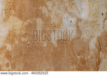 Eucalyptus Tree Trunk Macro Closeup Texture Full Frame Backdrop