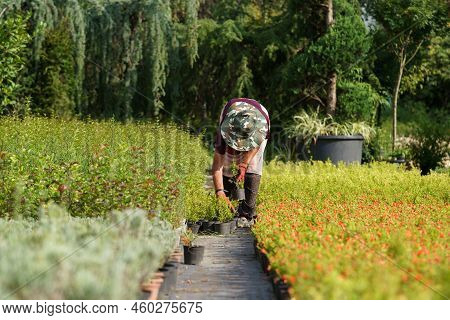 Female Gardener In Sun-protective Hat Takes Care Of Pomegranate Trees Cultivated For Sale In Country