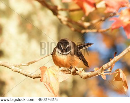 New Zealand Fantail Perching On Branch Surrounded By Autumn Foliage And Blue Sky At Mclaren Falls, T