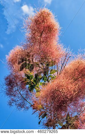 Smokebush, Cotinus Coggygria Or Royal Purple Smokebush, With Flowers On A Sunny Summer Day Against A