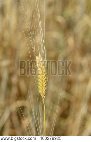 Einkorn Wheat Seeds In The Field In Summer