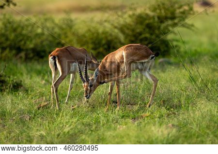 Two Chinkara Indian Gazelle Antelope Animal Pair Eyes Expression Grazing Grass In Monsoon Green Wild