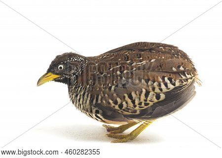 A Female Barred Buttonquail Or Common Bustard-quail (turnix Suscitator) Isolated On White Background