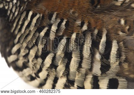 A Female Barred Buttonquail Or Common Bustard-quail (turnix Suscitator) Isolated On White Background
