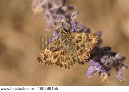 Closeup On A Mediterranean Mallow Skipper Butterfly, Carcharodus Alceae, Sitting With Open Wings On 