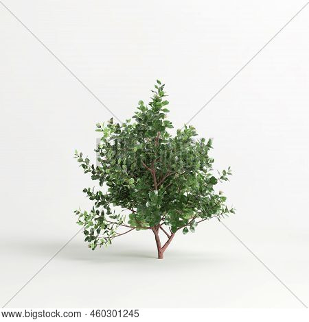 3D Illustration Of Escallonia Iveyi Bush Isolated On White Background