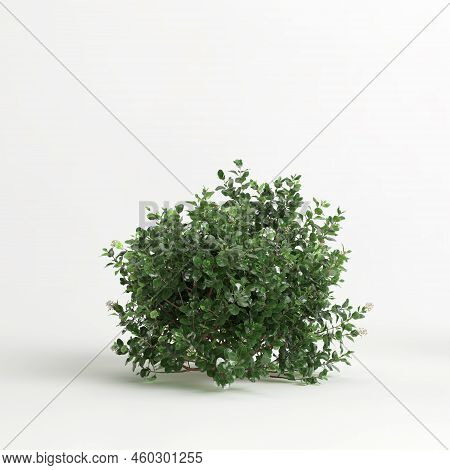 3D Illustration Of Escallonia Iveyi Bush Isolated On White Background