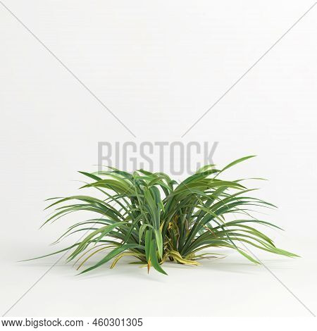 3D Illustration Of Dianella Caerulea Bush Isolated On White Background