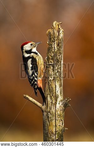 Lesser Spotted Woodpecker Climbing To Top Of Old Tree In Autumn Forest