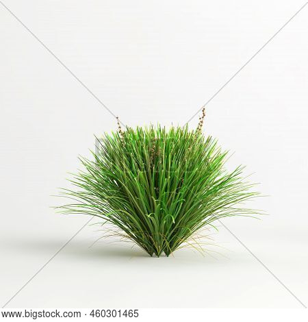 3D Illustration Of Lomandra Lime Tuff Bush Isolated On White Background