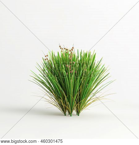 3D Illustration Of Lomandra Lime Tuff Bush Isolated On White Background