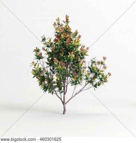 3D Illustration Of Acmena Smithii Allyn Magic Isolated On White Background