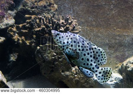Humpback Grouper - Cromileptes Altivelis Of Known As The Panther Grouper.