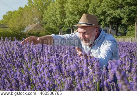 A Farmer Takes Care Of Lavender Bushes. Fields Of Lavender. Portrait Of A Femer