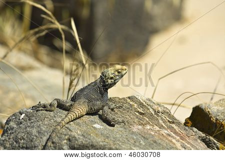 Markierten Agama (Hardun) Eidechse