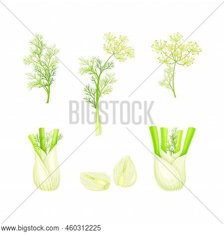 Fennel Herb Bulbs And Stems Set. Culinary Cooking Ingredient. Fresh Organic Healthy Vegetarian Food 
