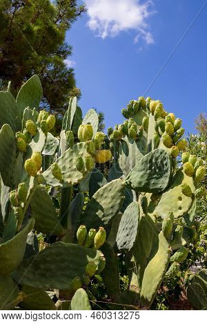 Prickly Pear Cactus Close Up With Fruit In Red Color, Cactus Spines.blooming Prickly Pear With Cactu