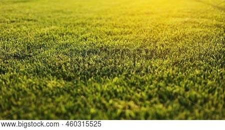Green Grass Close-up. Cut Green Juicy Lawn. Alpine Meadow Densely Overgrown With Grass. Field Of Gra