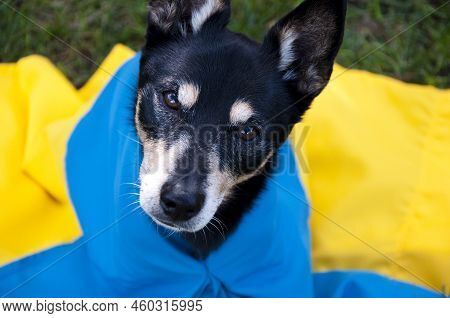 Refugee Dog With Ukrainian Flag. Pet Help In Ukraine. Independence Day. Animal Hepl.