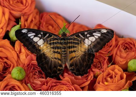 Lovely Tropical Butterflies In A Box Of Roses. Orange Roses And Butterflies. Unusual And Stylish Bou