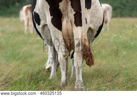 Cow With Small Nipples On The Udder.a Cow With A Large Udder Grazes In A Meadow, Rear View.