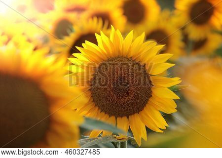 Sunflower Nature field Nature background Nature Sunflowers Nature flower Nature flower garden Nature background Nature flower Nature sunset Nature flower background Flower flower sunrise Nature background flower Nature flower sun flowers Nature background