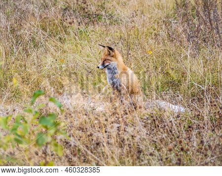 Close Up Of A Red Fox Vulpes Vulpes, Sitting On A Path In The Forest.