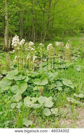 Butterbur 시드