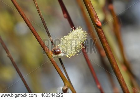 Kilmarnock Willow Yellow Flower In The Winter