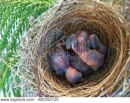 Bul Bul Bird\'s Babaies At Home Backyard