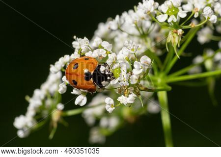 Ladybug, Ladybird, Coccinella Septempunctata On White Flowers