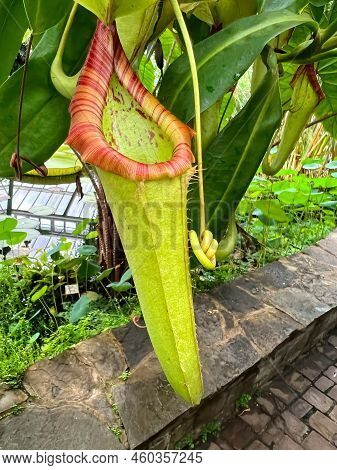 Vertical, Detailed Closeup On A Monkey Cup Carnivorous Plant, Nepenthes Species In A Tropical Glassh