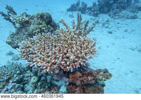 Coral Reef With Acropora Coral (scleractinia) At Sandy Bottom Of Tropical Sea, Underwater Lanscape