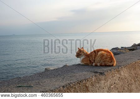 Orange Stray Cat Sitting Near Sea In Istanbul