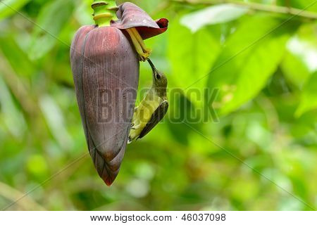 Lille Spiderhunter