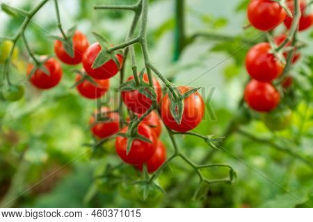 Red Ripe Cherry Tomatoes On Branches, Close-up. Horizontal Composition With A Tomato Bush And Ripeni
