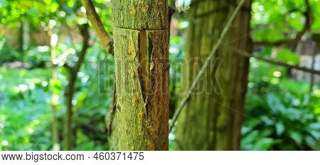 Grafting With A Plum Tree Bud. First You Need To Make A Slot In The Bark Of The Tree To Which We Wil