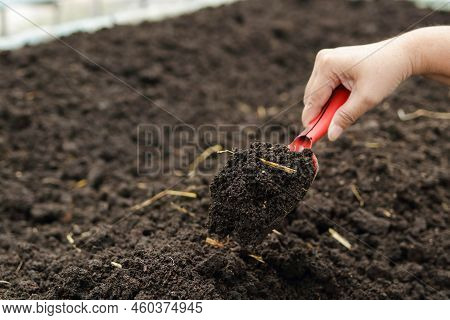 An Elderly Woman's Hand Holds A Large Spoon To Shovel The Ground. Grow Organic Lettuce In A Small Gr