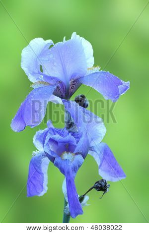 เยอรมัน Iris