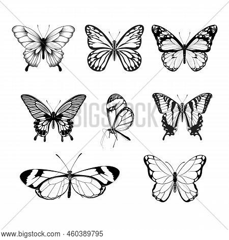Set Of Butterflies - Black And White Butterfly Collection