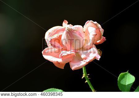 Withering Pink Rose Flower In The Garden Close-up.