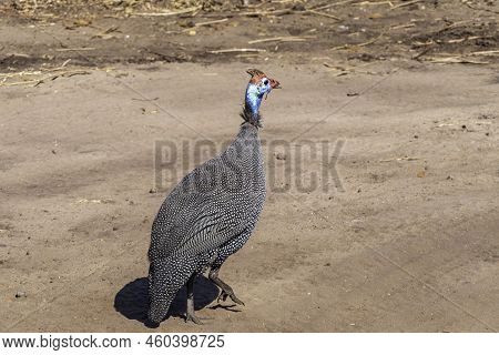 Selective Focus Of A Plumed Guineafowl Walking In A Field Under The Sunlight