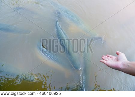 Amazon Snakehead Fish Which Is Large Is Swimming In A Large Pool