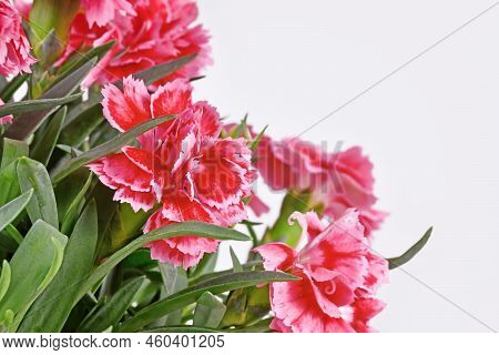 Flower Of Blooming Pink Dianthus Plant On Gray Background