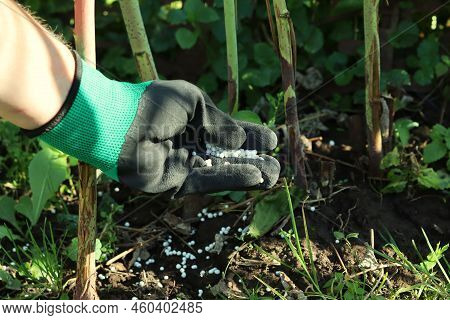 Fertilization Of Plants With Potash And Phosphorus Fertilizers. Hand In A Glove With Fertilizer