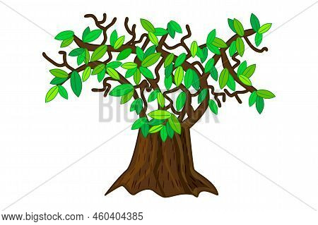 Large Tree Isolated On White Background. Cartoon Big Green Tree With Thick Wrinkled Bark. One Wide M