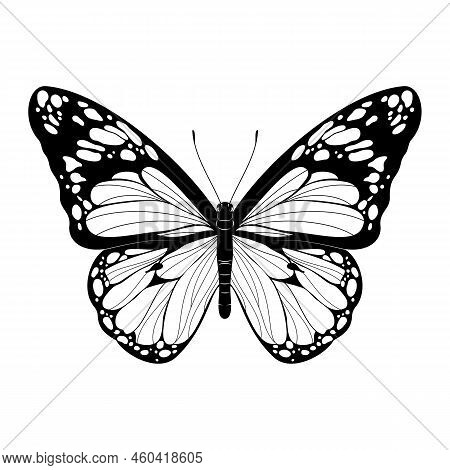 Beautiful Butterfly Black And White Butterfly Vector Illustration Realistic Hand Drawn Butterfly