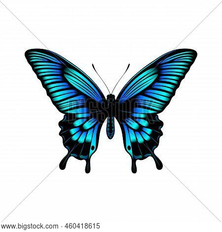 Colorful Butterfly Realistic Colorful Butterfly Vector Illustration With White Background Butterfly 