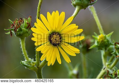 Yellow Flowers Heads Of Silphium Laciniatum Or Compass Plant Growing In Garden