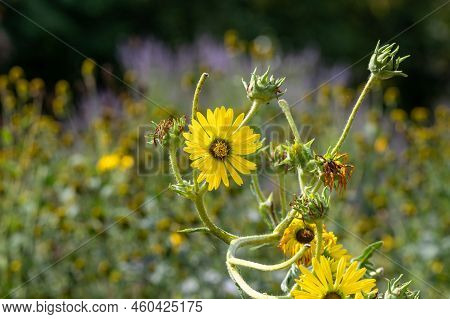 Yellow Flowers Heads Of Silphium Laciniatum Or Compass Plant Growing In Garden
